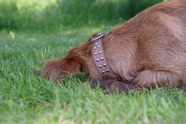 Basset Fauve de Bretagne