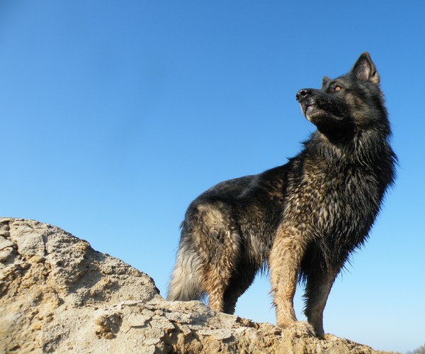 Oud Duitse Herdershond