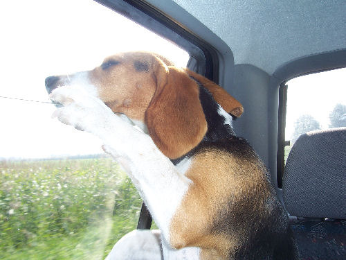 Boris haalt een frisse neus