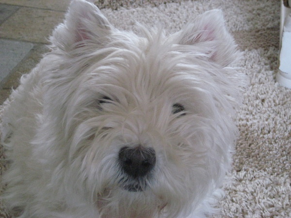West Highland White Terrier