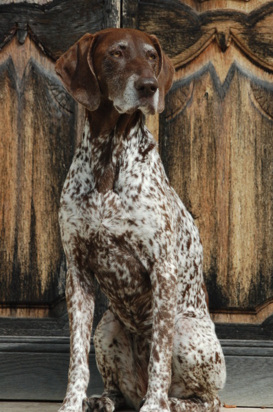 Duitse Staande Hond, Korthaar