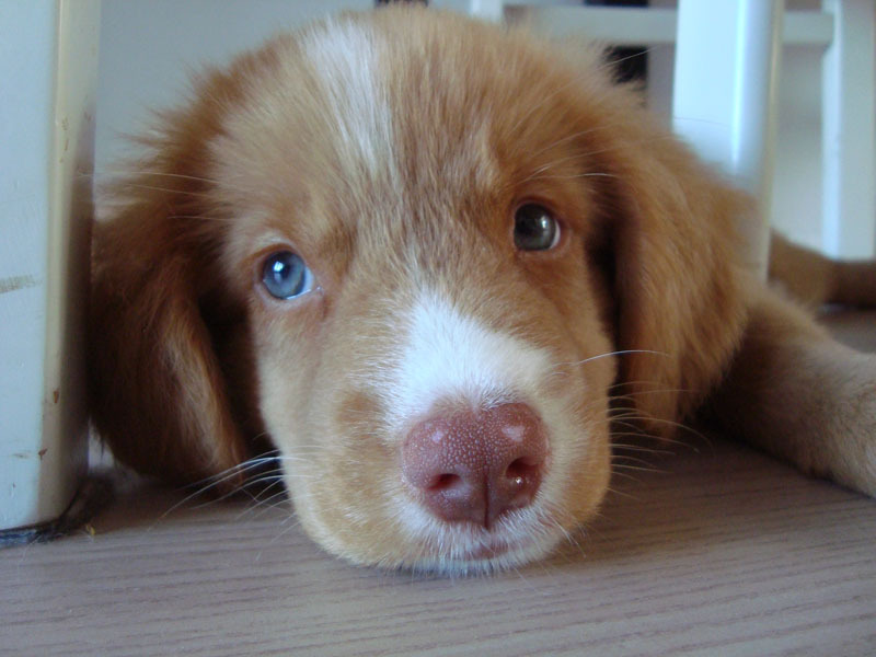 Nova Scotia Duck Tolling Retriever