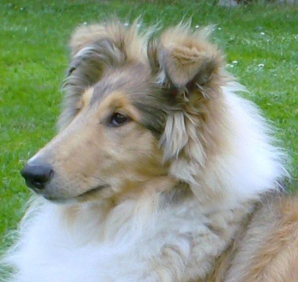 Schotse Herdershond, Langhaar