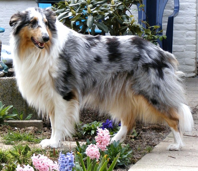 Schotse Herdershond, Langhaar