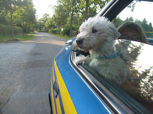 Elvis uit de raam van onze Subaru Impreza <3