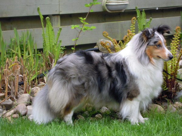 Sheltie