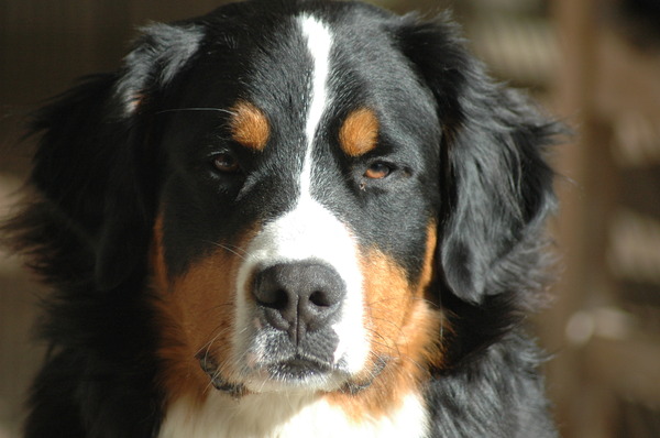 Berner Sennenhond