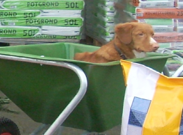 Jazz in de kruiwagen