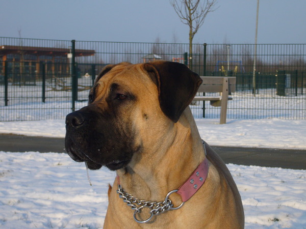 Boerboel