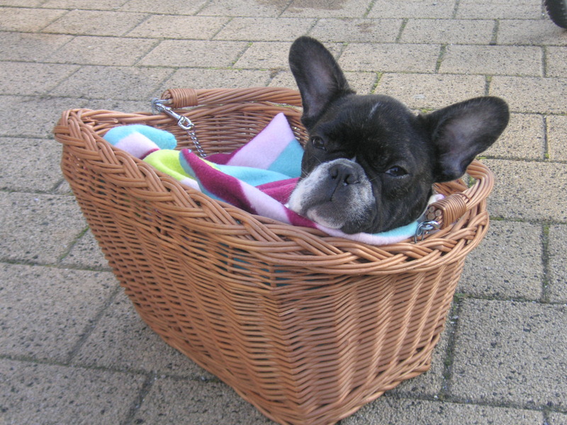 snoopy in fietsmandje