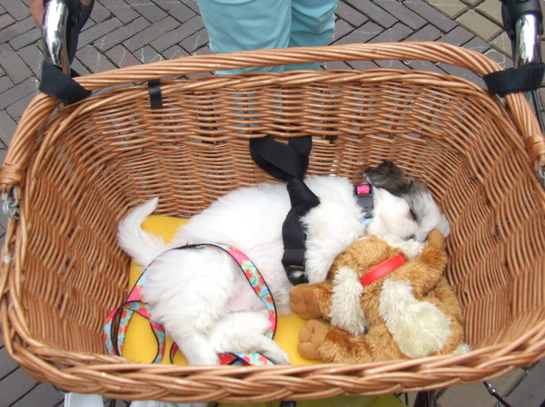 Wandelen met het vrouwtje 