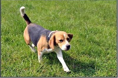 Beagle