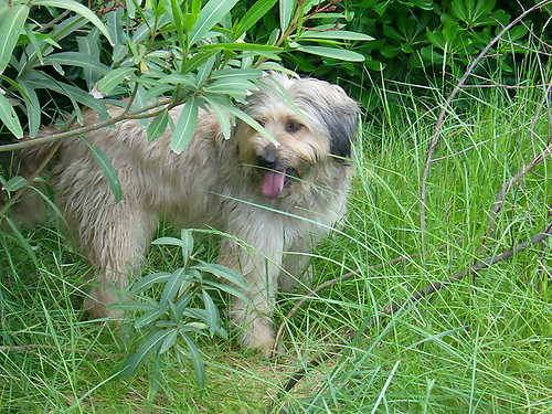 Catelaanse Herdershond