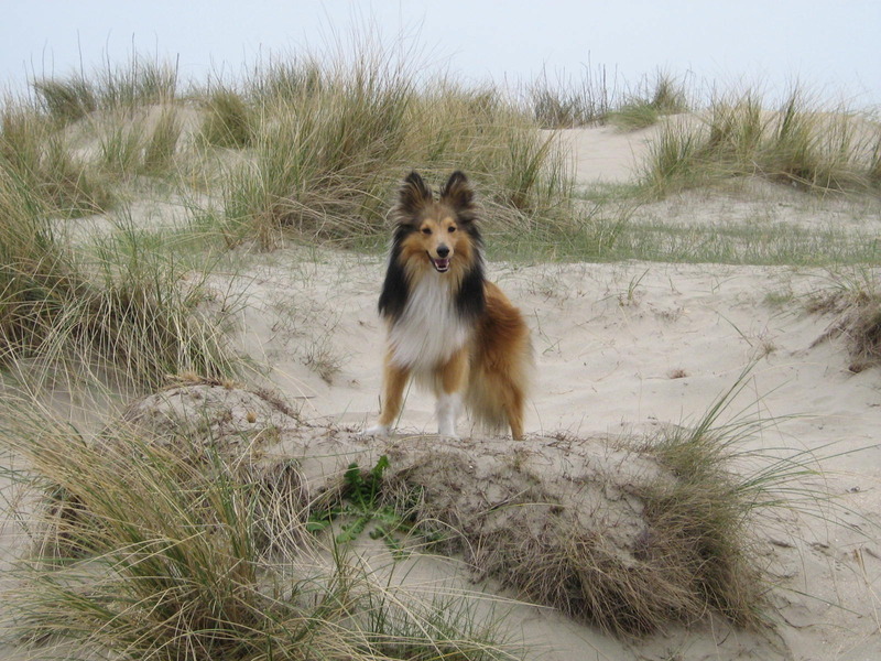 Sheltie