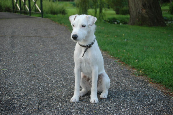 Parson Russell Terriër