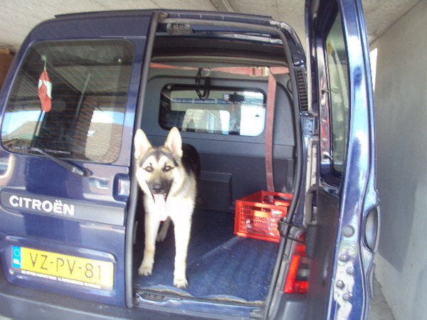juno wacht op een rit en springt in de auto