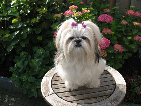 Shih Tzu