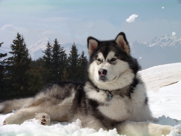 Alaskan Malamute