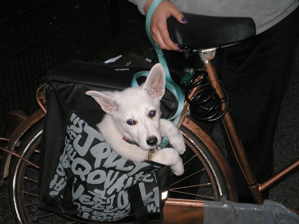 Shelby in de fietstas