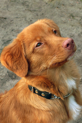 Nova Scotia Duck Tolling Retriever