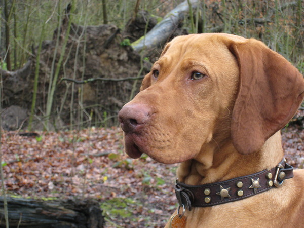 Vizsla (Hongaarse staande hond)