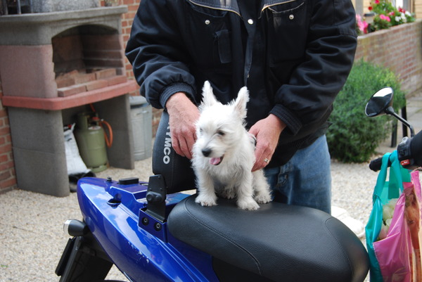 Amy op de scooter van haar baasje.