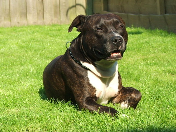American Staffordshire Terrier