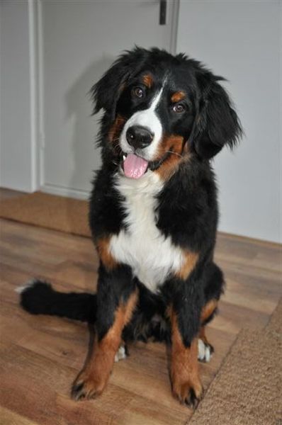 Berner Sennenhond