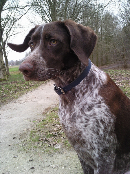 Duitse Staande Hond, Korthaar