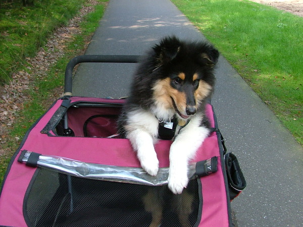 De wereld vanuit de fietskar!