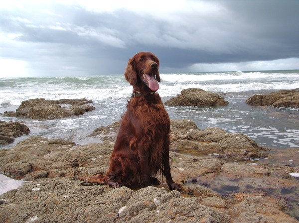 Ierse Setter