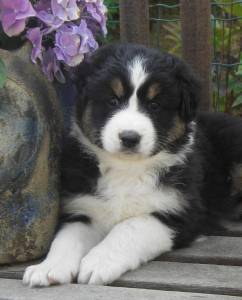 Australian Shepherd