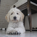 Labradoodle