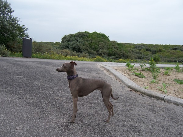 Italiaans Windhondje