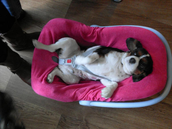 Mindi in de maxicosi