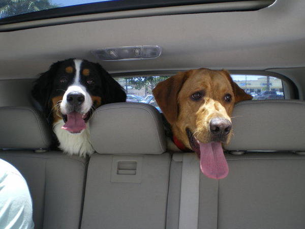 Samen in de auto