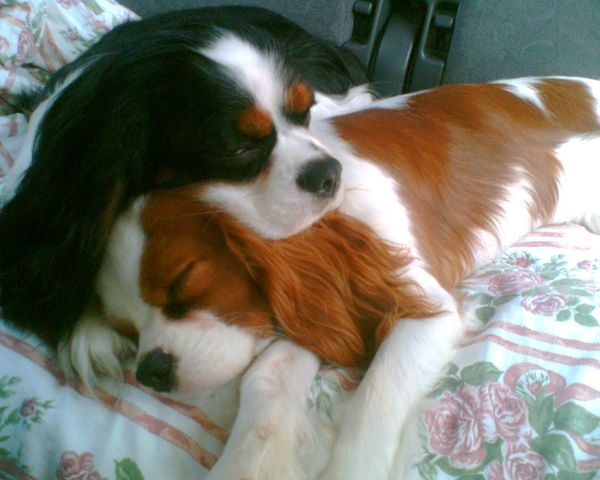 Cavalier King Charles Spaniel