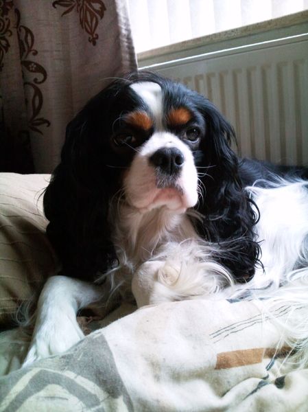 Cavalier King Charles Spaniel
