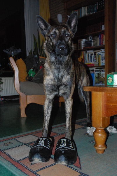 De hollandse herder.