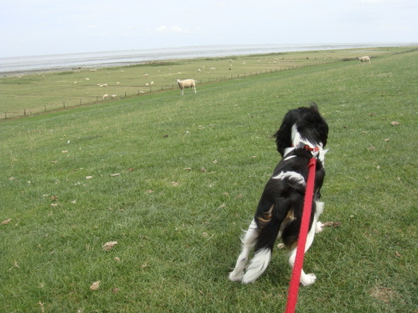 Op weg naar Moddergat