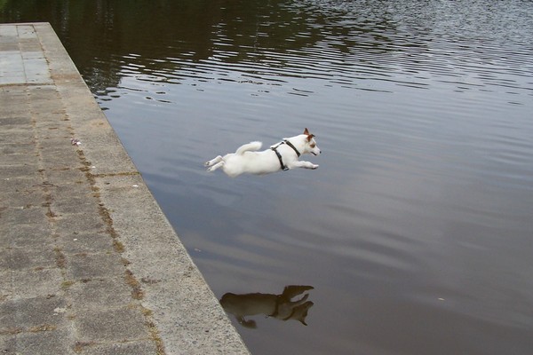 Jack Russell Terrier