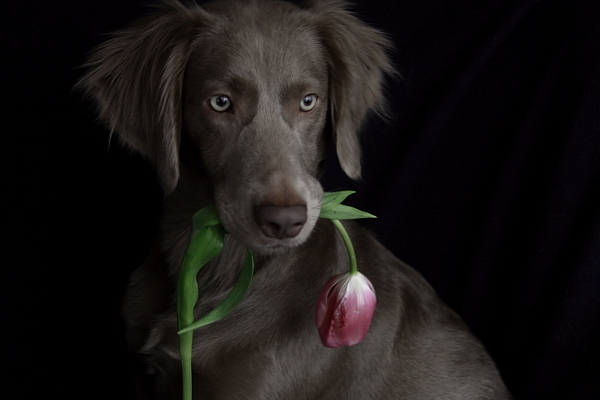 Als een oude meester