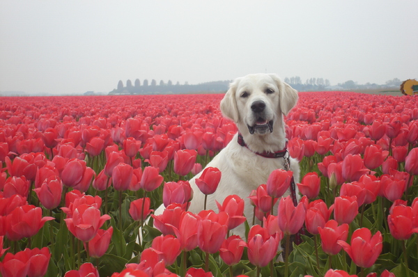 tulpen....tulpen.....tulpen en een hond;)