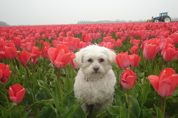quinty onze miss holland