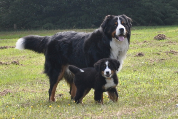 Berner Sennenhond
