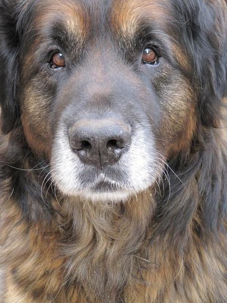 Leonberger