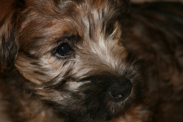 Irish Softcoated Wheaten Terriër