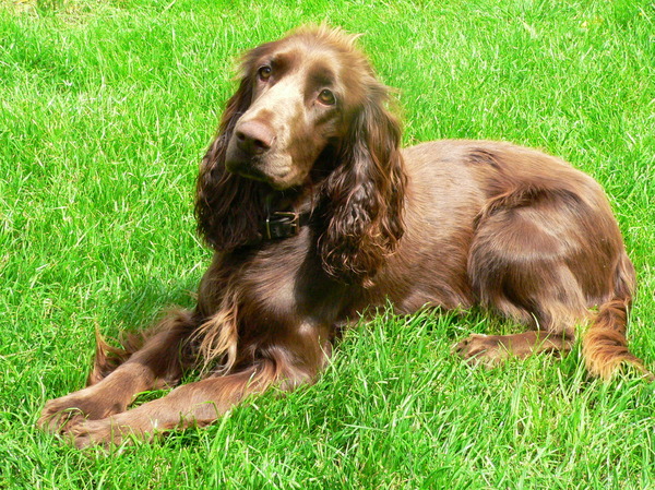 Field Spaniel