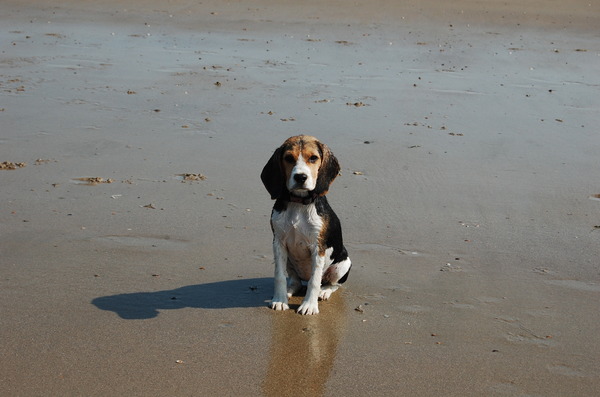 Beagle