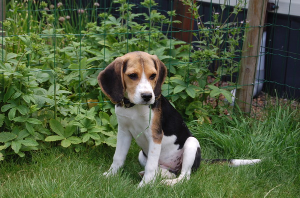 Beagle
